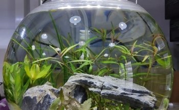 Famous Aquarium and Pets Dubai