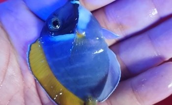 Aquarium Planet for Fish and Live Animals Trading LLC