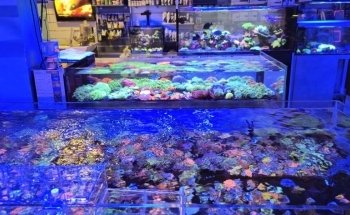 Aquarium Planet for Fish and Live Animals Trading LLC