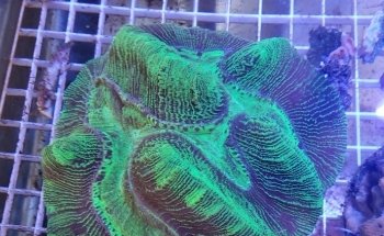 Acuario AquaT