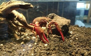 Acuario AquaT