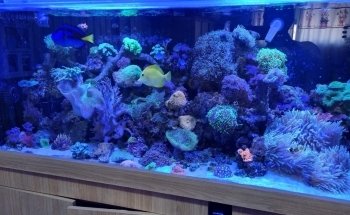AquaT Aquarium