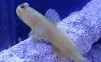 Acuario AquaT