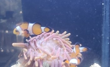 Acuario AquaT