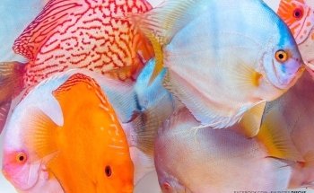 Discus