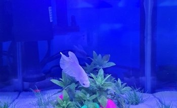 Discus