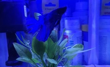 Discus
