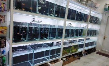 Aquarist Hub / Aquarium Shop