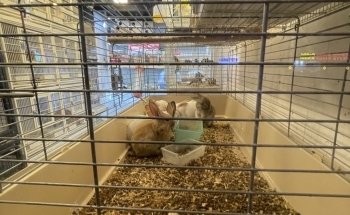 River Moon Pet Shop