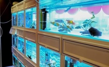 River Moon Pet Shop