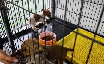 River Moon Pet Shop