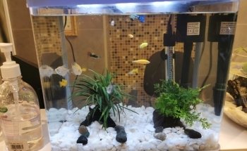 River Moon Pet Shop