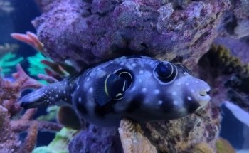 Aqua Art LLC - Aquarium Manufacturing Unit