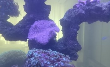 Aqua Art LLC - Aquarium Manufacturing Unit