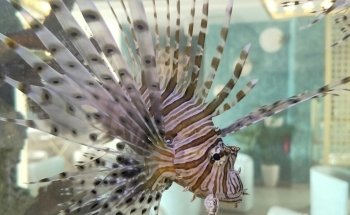 Aqua Art LLC - Aquarium Manufacturing Unit