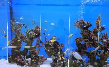 Aqua Art LLC - Aquarium Manufacturing Unit