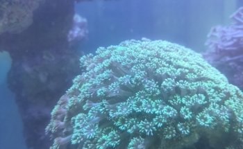 Aqua Art LLC - Aquarium Manufacturing Unit