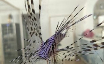 Aqua Art LLC - Aquarium Manufacturing Unit