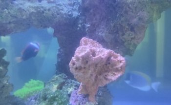 Aqua Art LLC - Aquarium Manufacturing Unit