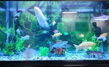 Aqua Art LLC - Aquarium Manufacturing Unit