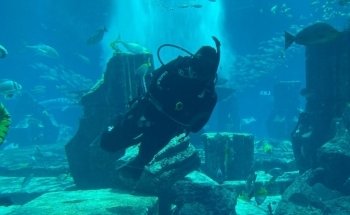 Diving at Aquaventure World