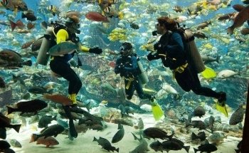 Diving at Aquaventure World