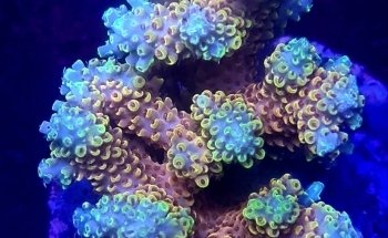 GDA MARINE (Green Desert Aquarium Trading LLC - Marine Branch)