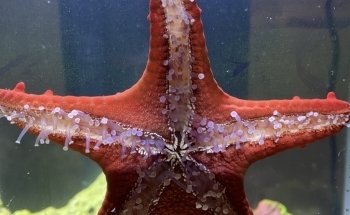 GDA MARINE (Green Desert Aquarium Trading LLC - Marine Branch)