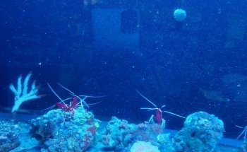 GDA MARINE (Green Desert Aquarium Trading LLC - Marine Branch)