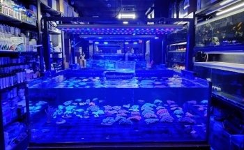 GDA MARINE (Green Desert Aquarium Trading LLC - Marine Branch)