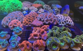 GDA MARINE (Green Desert Aquarium Trading LLC - Marine Branch)