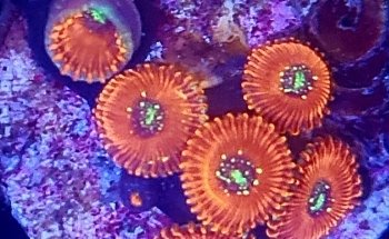 GDA MARINE (Green Desert Aquarium Trading LLC - Marine Branch)