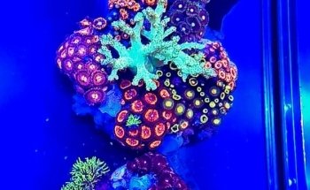 GDA MARINE (Green Desert Aquarium Trading LLC - Marine Branch)