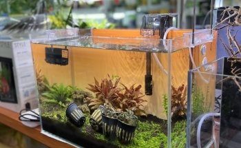 Aqua Land Aquarium And Pet Food I Aquarium and Pet Food in Dubai | UAE
