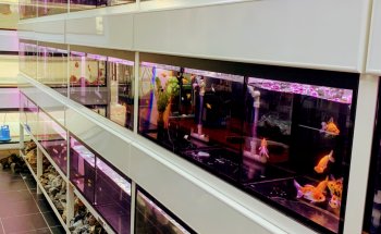 Aqua Land Aquarium And Pet Food I Aquarium and Pet Food in Dubai | UAE