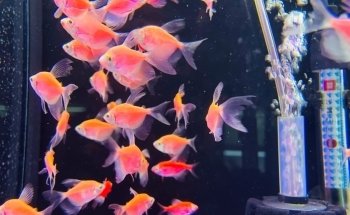 Aqua Land Aquarium And Pet Food I Aquarium and Pet Food in Dubai | UAE