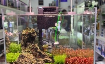 Aqua Land Aquarium And Pet Food I Aquarium and Pet Food in Dubai | UAE