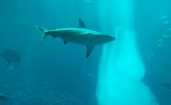 Hotel Aquarium - Atlantis, The Palm