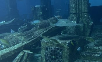 Hotel Aquarium - Atlantis, The Palm