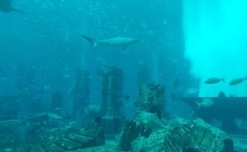 Hotel Aquarium - Atlantis, The Palm