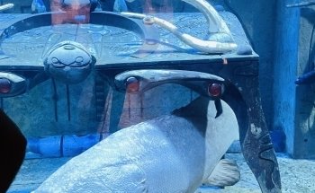 Hotel Aquarium - Atlantis, The Palm