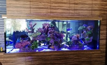 Water Wonders Aquarium L.L.C