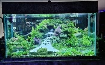 Water Wonders Aquarium L.L.C