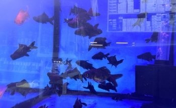 Jasmin Fish Aquarium