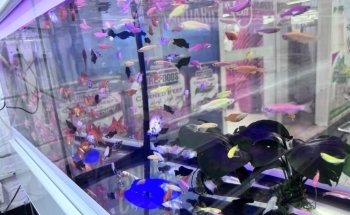 Jasmin Fish Aquarium