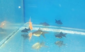 CORAL Aquarium