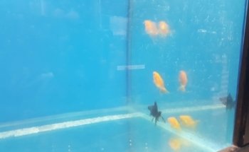 CORAL Aquarium