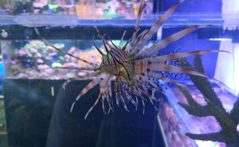 Cordoba Reef
