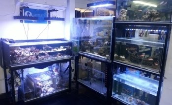 Cordoba Reef