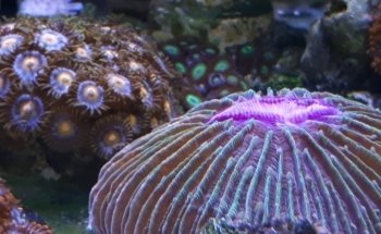 Cordoba Reef